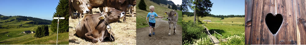 Sommer auf der Alpe Moos